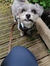 Bryony