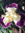 Carissan | 1 comments