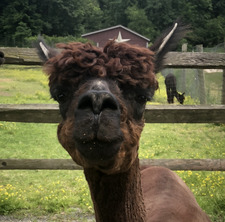 Nora Durning segrest