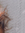 Ane