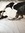 Katt (kattattack) | 4 comments