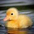 Duckling