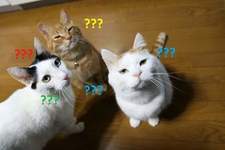 Thư Vũ