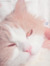 sleepy ...