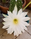 Debbi