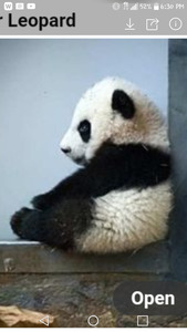 Lazy Panda