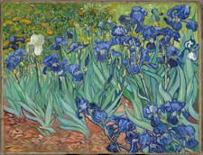 Iris 