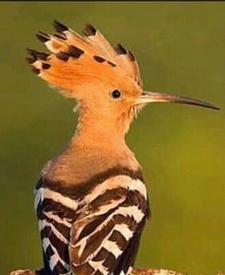 محمود عبادي علي