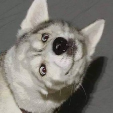 Goi