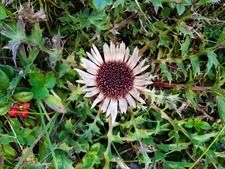 Anička Šoltýsová