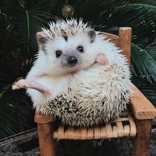 محمد هِج‌هاگ