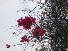 Shachi Mishra