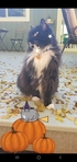 Kat