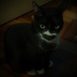 Gustavo