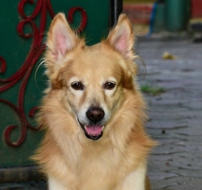 Bala Chandran