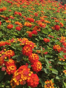 Camden Palm