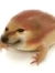 Pog Frog