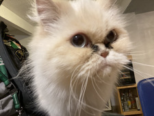 Daniel Camacho Torres