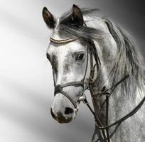 إيناس عاشور