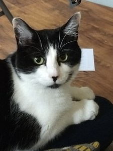 Kat