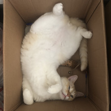 Alizée Simon-Lemêle