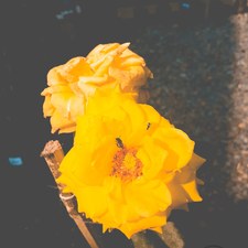 Isa