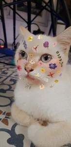 the cat in your drawers