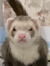 Ferret