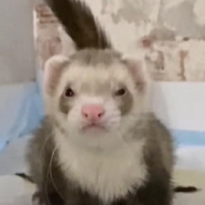 Ferret