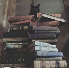 black_cat_reading