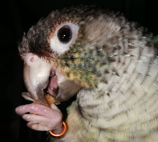 Tony (Count Thorlok) ★Night Reader★