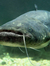 Catfish...
