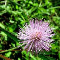 Tes Pacaba-Deriquito