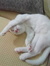 Rebeca