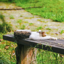 น้อนเว่ย