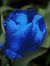 Blue_Tulip