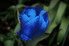 Blue_Tulip