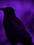 Grace, Queen of Crows and Tomes