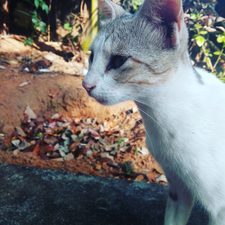 Anchitha Padmakumar Sheeja