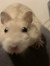 Babette