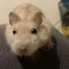 Babette