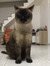 Michi