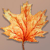leavesofmaple