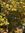 Mand (mtill) | 11 comments