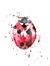 Ladybug