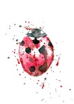 Ladybug