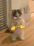 Thanh To