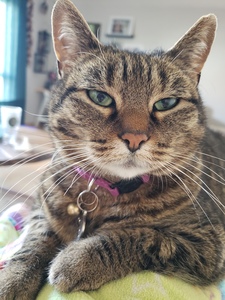 Leia