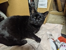 JEFFREY THOMAS BODIN