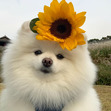 Sara &#x1f33b;